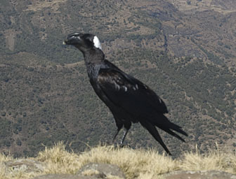 Thick-Billed Raven