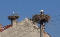 Storks seen on the way to Plovdiv