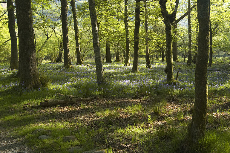 Bluebells in White Moss Woods